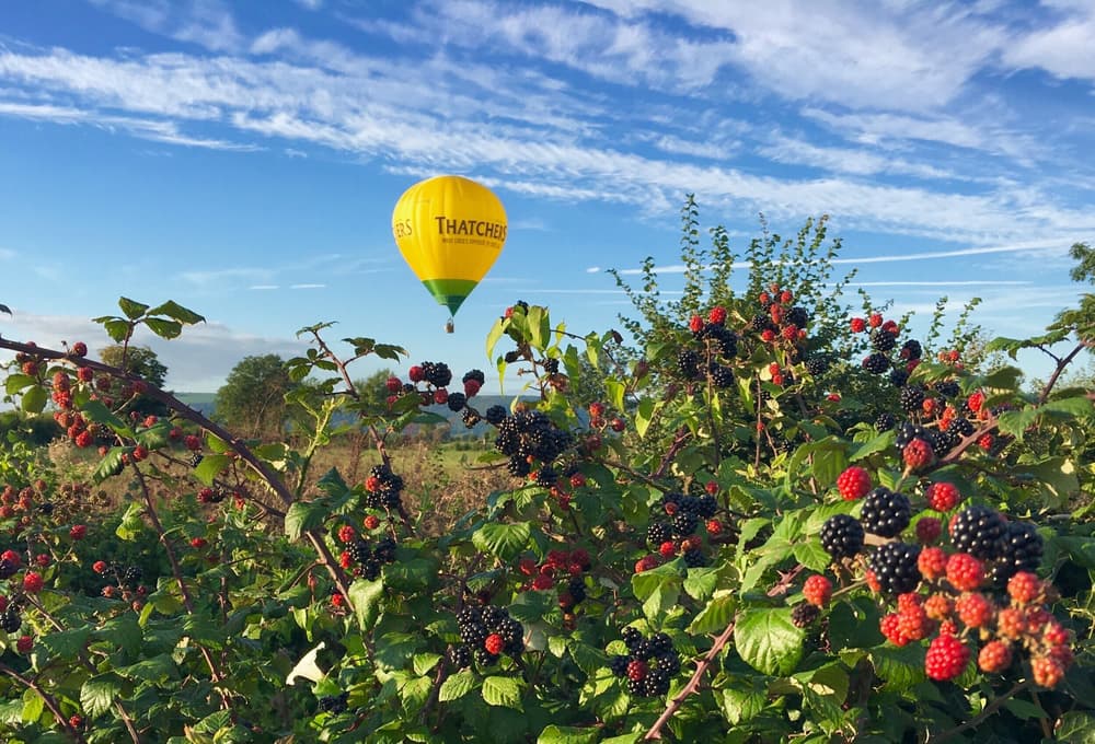 Hot air balloon in sky seen through blackberry bush